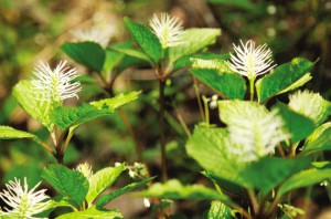 棲霞 草珊瑚 植物