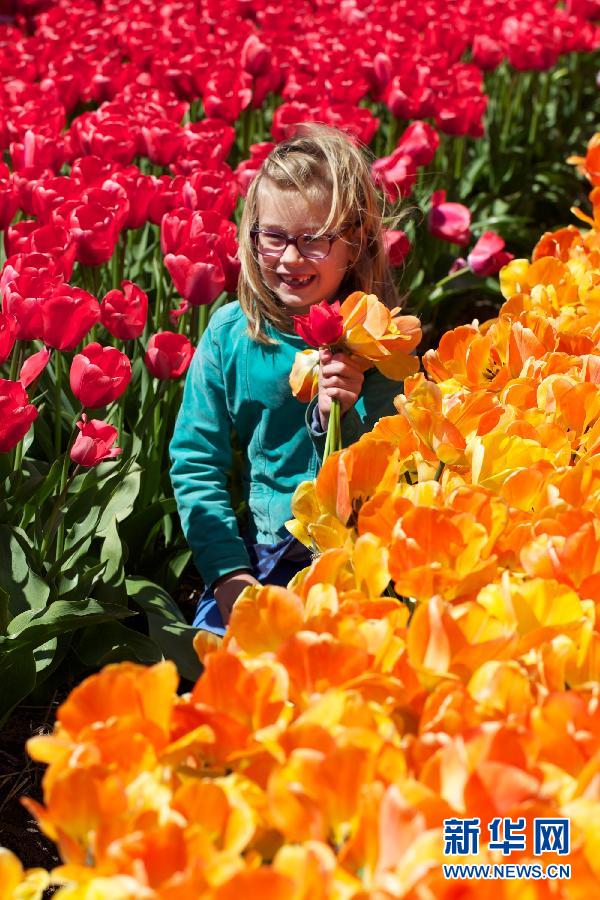 荷蘭 郁金香 花卉