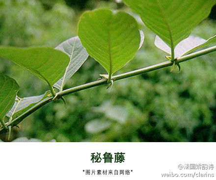 認(rèn)識(shí)植物