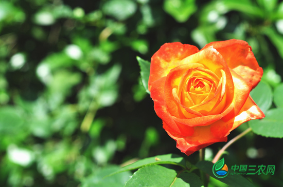 常州 月季 展覽