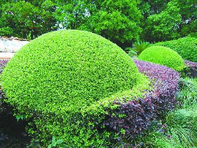 金華 綠化 養護