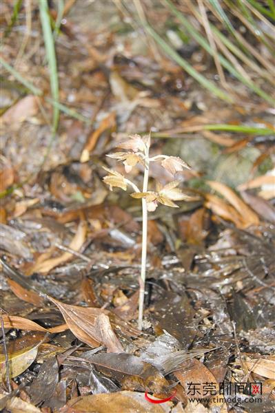 東莞 無(wú)葉美冠蘭 植物多樣性