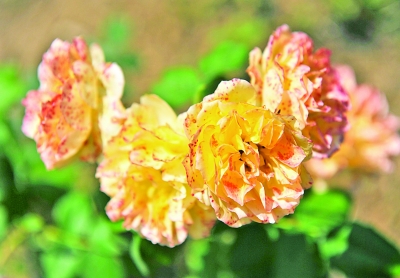 南京 中山植物園 月季