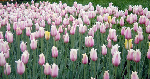 郁金香 百合花型 花卉