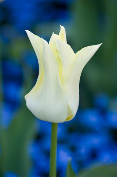 郁金香 百合花型 花卉