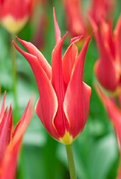 郁金香 百合花型 花卉