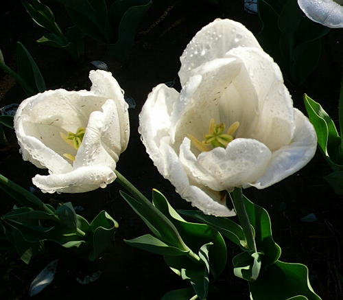 郁金香 凱旋型 花卉
