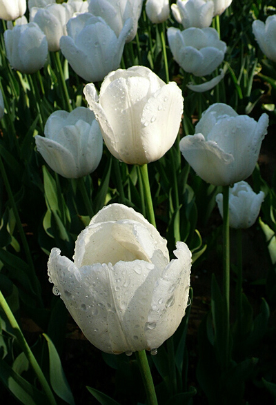 郁金香 凱旋型 花卉