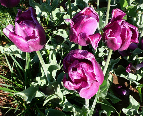 郁金香 凱旋型 花卉