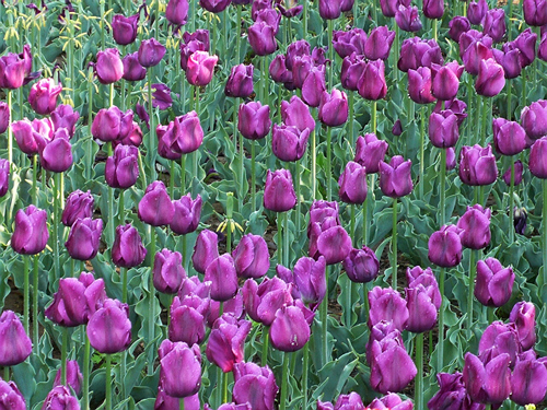 郁金香 凱旋型 花卉