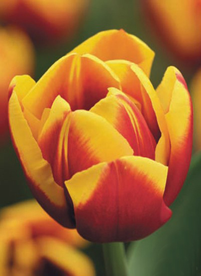 郁金香 凱旋型 花卉