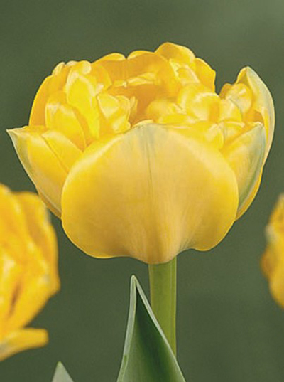 郁金香 凱旋型 花卉