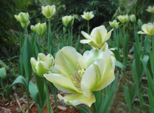 郁金香 綠斑型 花卉