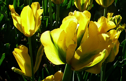 郁金香 綠斑型 花卉