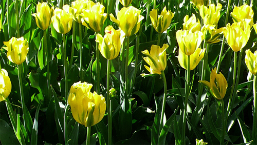 郁金香 綠斑型 花卉