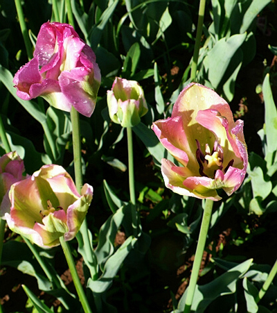 郁金香 綠斑型 花卉