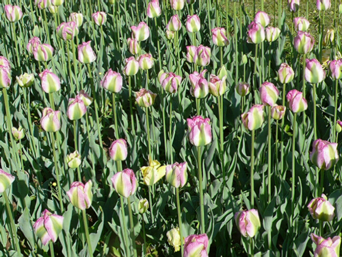 郁金香 綠斑型 花卉