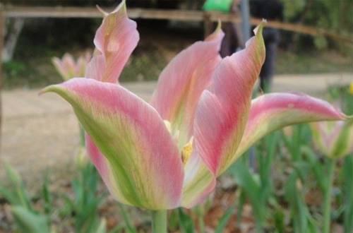 郁金香 綠斑型 花卉