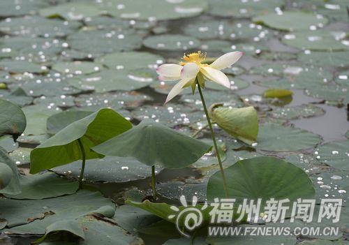福州 荷花 公園