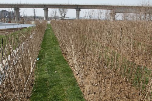 三谷徹花園 北京園博會 大師園 設計理念