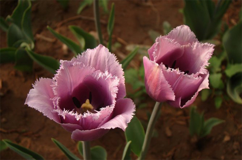 郁金香 流蘇型 花卉