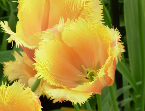 郁金香 流蘇型 花卉