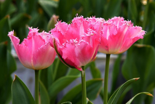 郁金香 流蘇型 花卉