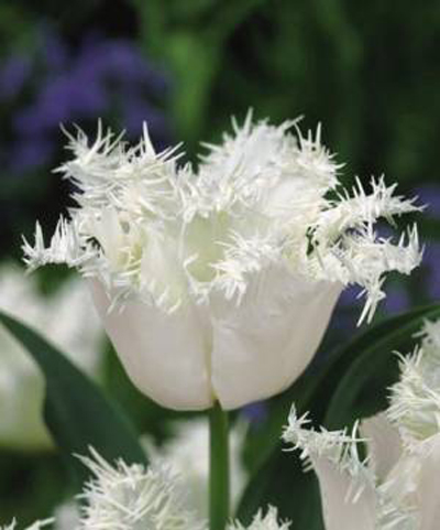 郁金香 流蘇型 花卉