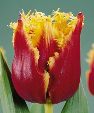 郁金香 流蘇型 花卉