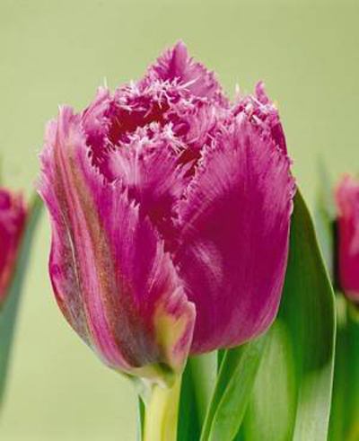 郁金香 流蘇型 花卉