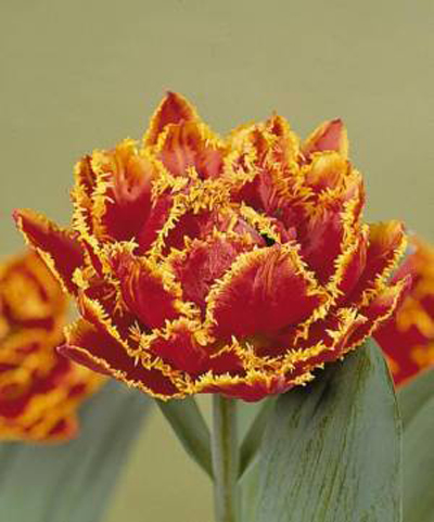 郁金香 流蘇型 花卉