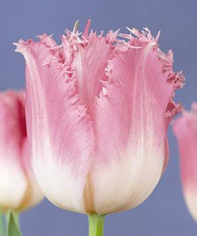 郁金香 流蘇型 花卉