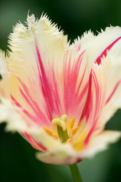 郁金香 流蘇型 花卉