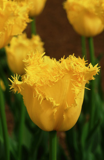 郁金香 流蘇型 花卉