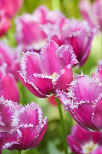 郁金香 流蘇型 花卉