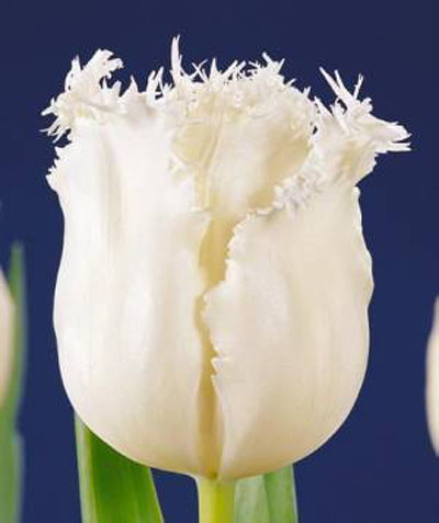 郁金香 流蘇型 花卉