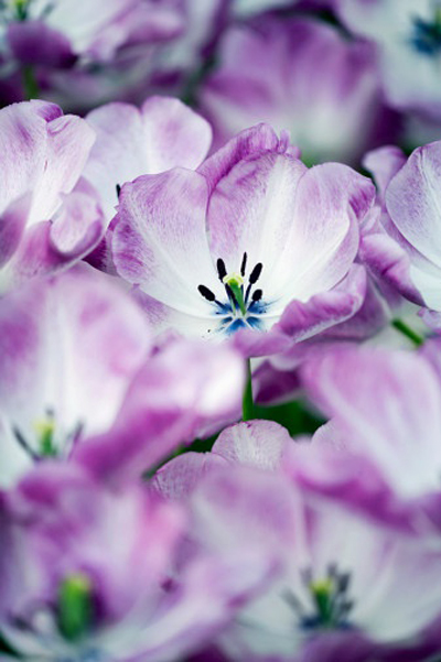 郁金香 考夫曼 花卉