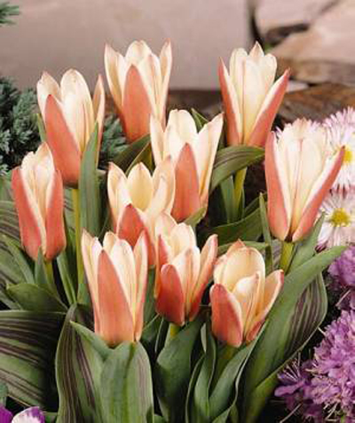 郁金香 考夫曼 花卉