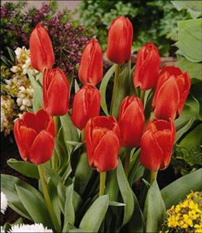 郁金香 考夫曼 花卉