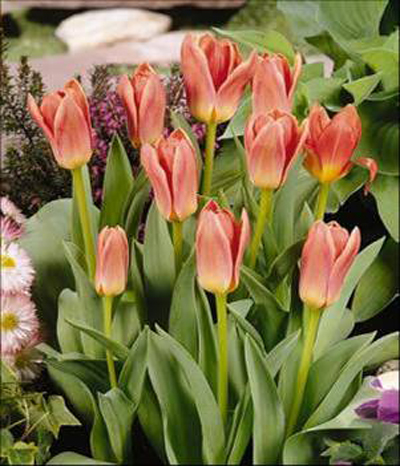 郁金香 考夫曼 花卉