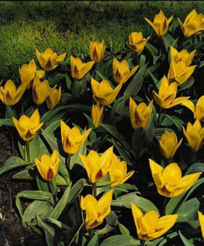 郁金香 考夫曼 花卉