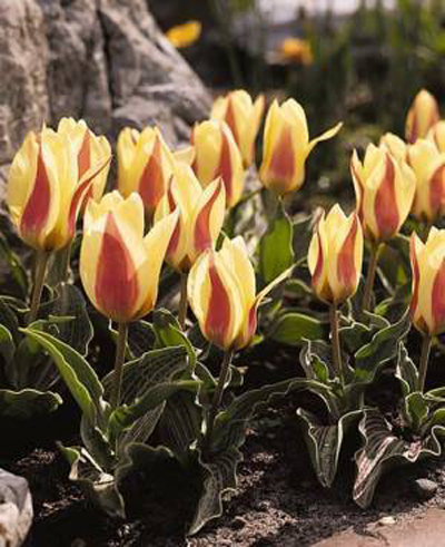 郁金香 考夫曼 花卉