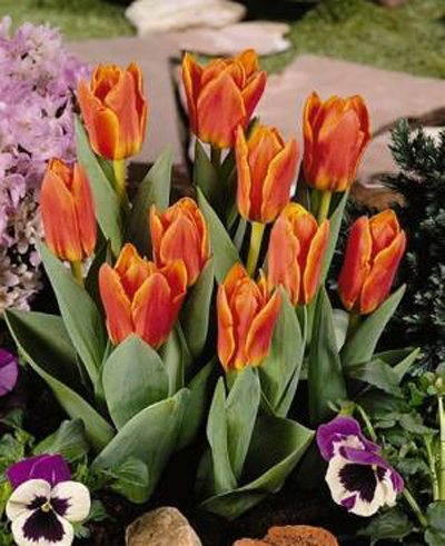 郁金香 考夫曼 花卉