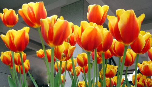 郁金香 單瓣型 花卉