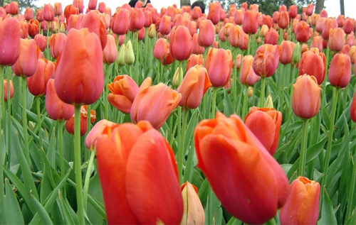 郁金香 單瓣型 花卉