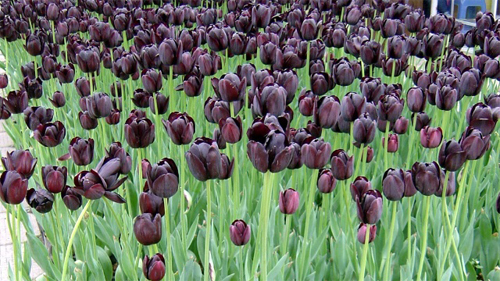 郁金香 單瓣型 花卉