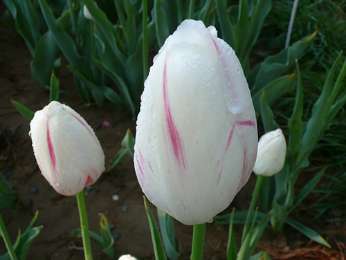 郁金香 單瓣型 花卉