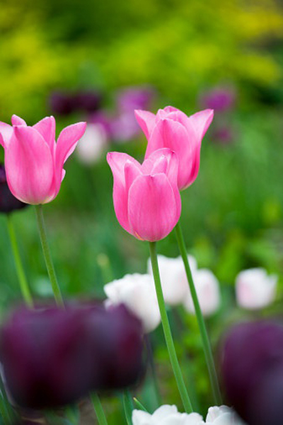 郁金香 單瓣型 花卉