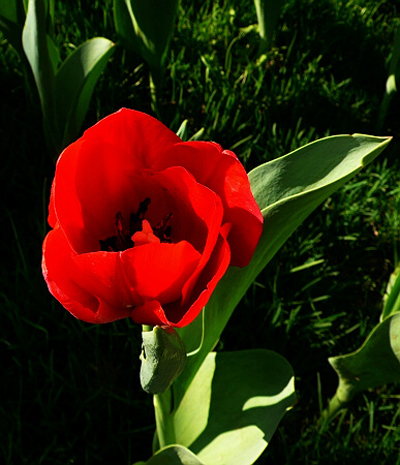 郁金香 單瓣型 花卉
