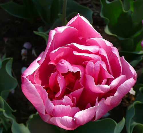 郁金香 重瓣型 花卉